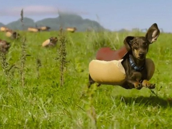 Sausage dogs crop